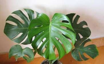怎么室内盆栽斜叶龟背竹的5个方法