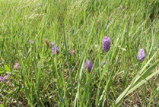 羊草在盆栽条件下的分粟和抽穗