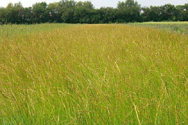 羊草在盆栽条件下的分粟和抽穗