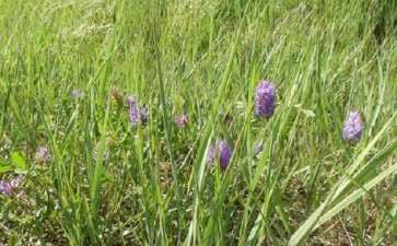 羊草在盆栽条件下的分粟和抽穗