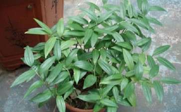 玉竹盆栽怎么栽培繁殖的5个方法