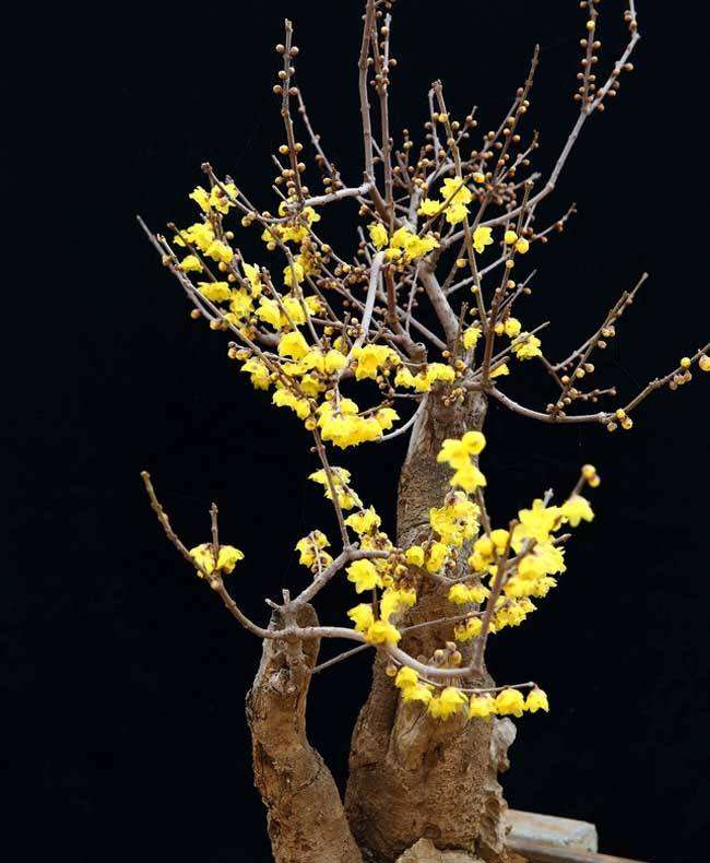 盆栽腊梅怎么度过暑天的3个方法