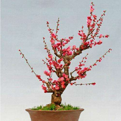 腊梅盆栽怎么盆土配制的3个方法