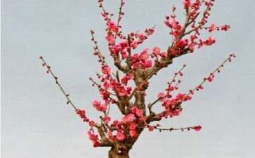 腊梅盆栽怎么盆土配制的3个方法