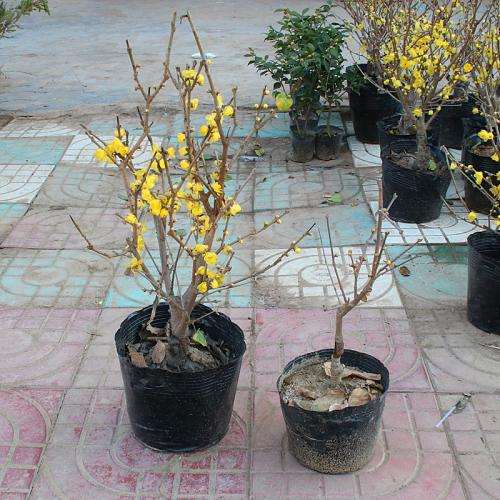 盆栽腊梅怎么适期修剪的3个方法