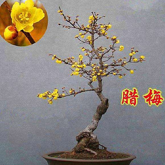 腊梅盆栽怎么浇水施肥的2个方法