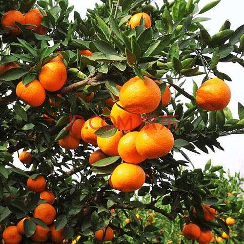 怎样使盆栽蜜橘多结果的8个方法
