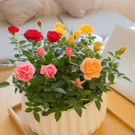 盆栽月季怎么上盆及换盆的方法