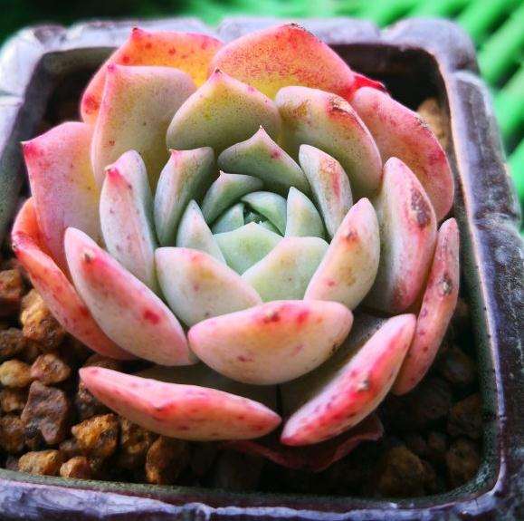 冬季多肉零下5度 可以过冬吗 图片