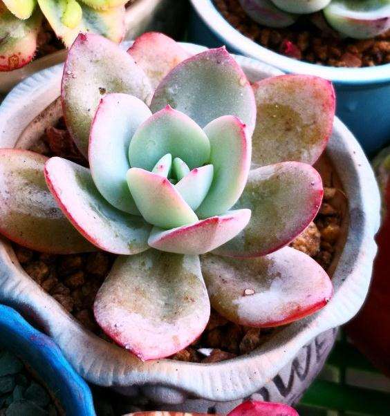 冬季多肉零下5度 可以过冬吗 图片