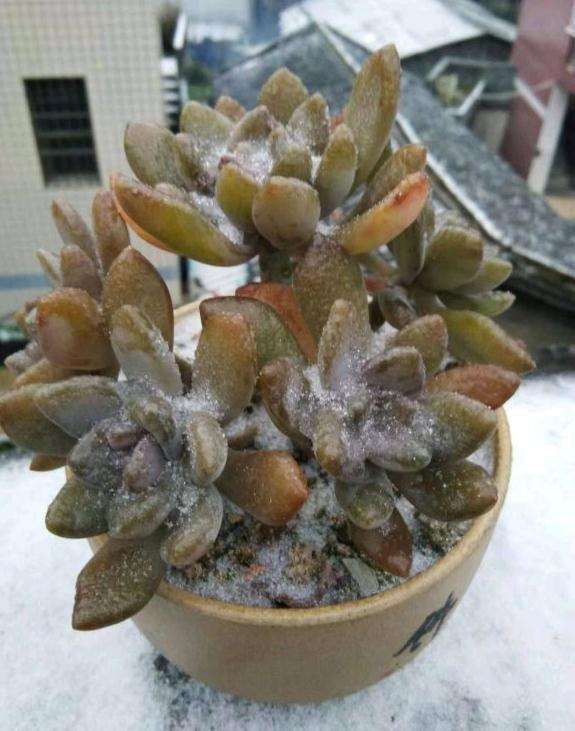 冬季多肉植物结冰了 还可以活吗 图片