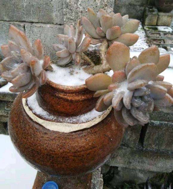 冬季多肉植物结冰了 还可以活吗 图片