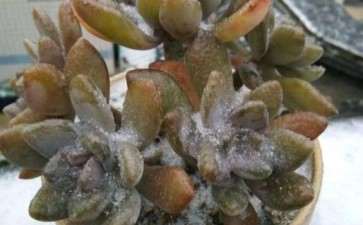 冬季多肉植物结冰了 还可以活吗 图片