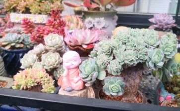 冬季的粉蓝鸟多肉 可以吗 图片