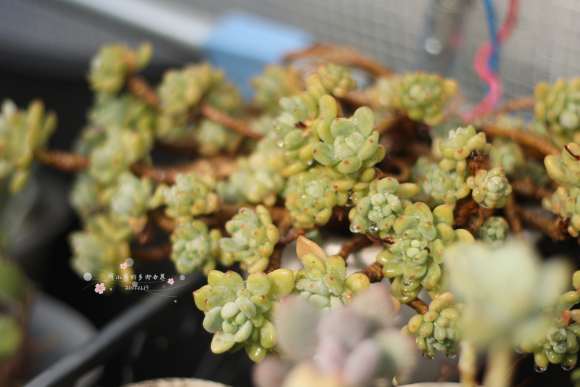 冬季多肉棚怎么增温的方法