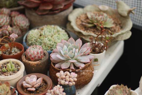 冬季多肉棚怎么增温的方法