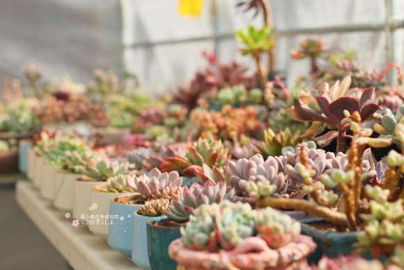 北方多肉植物冬季怎么选择合适棚子