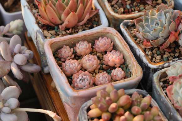 北方多肉植物冬季怎么选择合适棚子