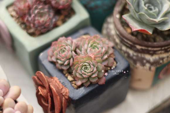 室内阳台怎么养护多肉的方法