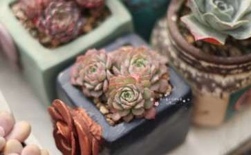 室内阳台怎么养护多肉的方法