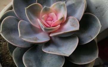 西北冬季多肉零下1-2度 会冻伤吗