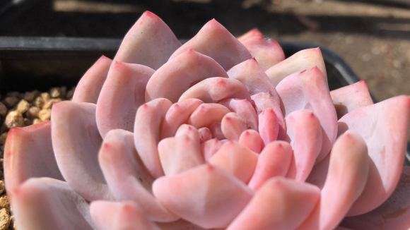 冬季多肉上色了