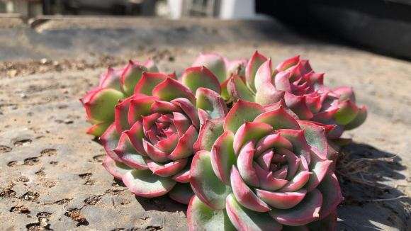 冬季多肉上色了