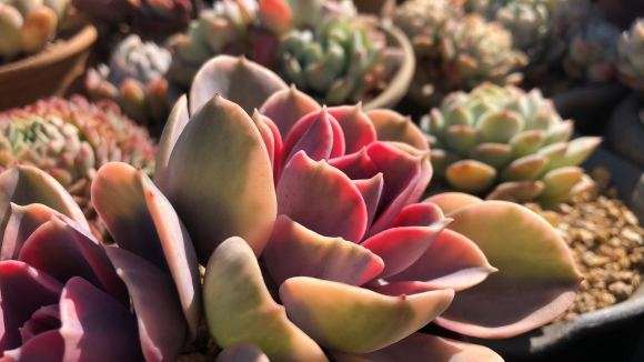 冬季多肉上色了