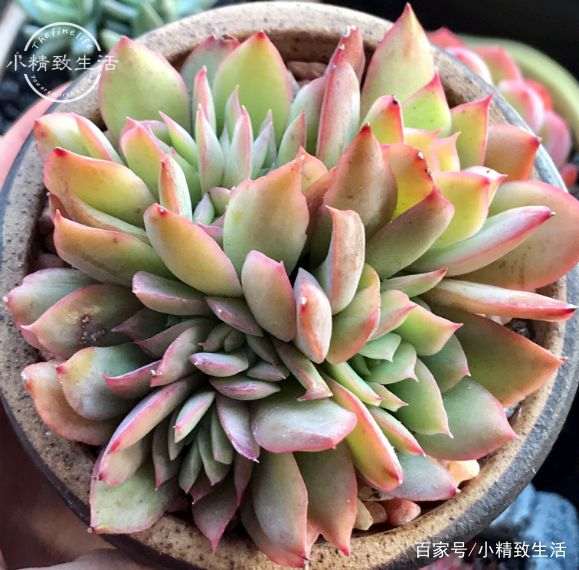 为什么多肉冬季不要放在户外