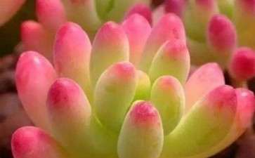 为什么多肉冬季不要放室内暗处 图片