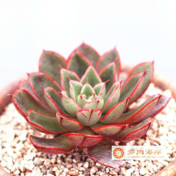 多肉冬季气温较低