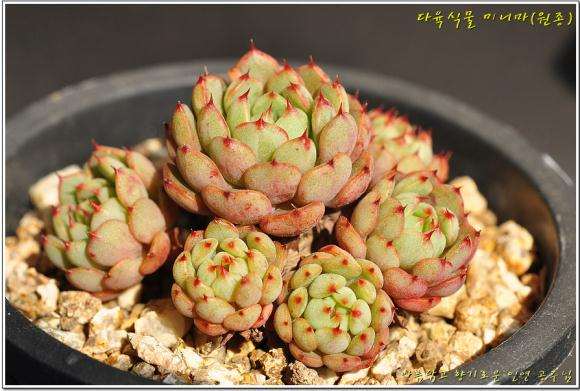 冬季家里没暖气 多肉怎么越冬的方法