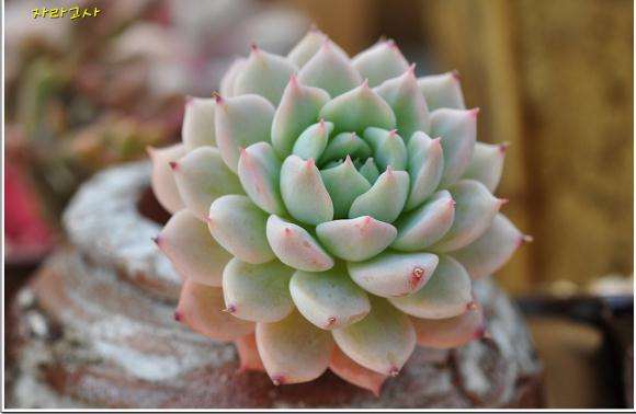 北方多肉放屋里怎么控水安全越冬的方法