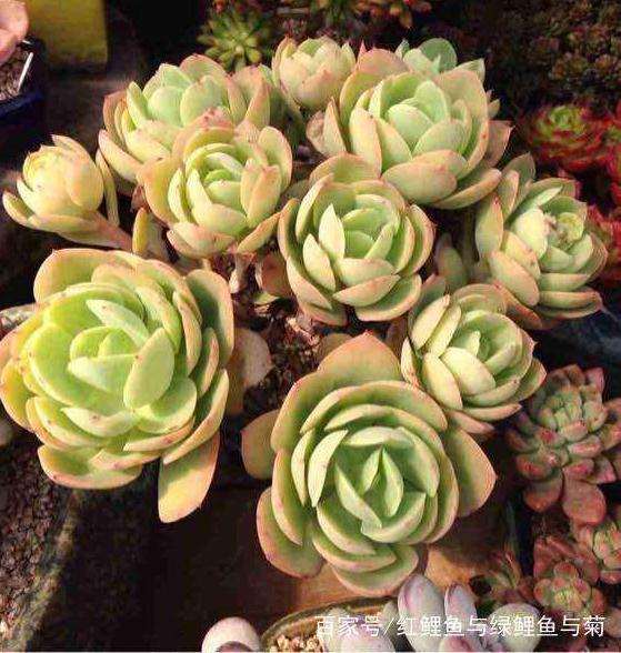 怎么用塑料薄膜搭个简易的多肉大棚