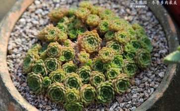 冬天多肉经常中午喷水 可以吗 图片