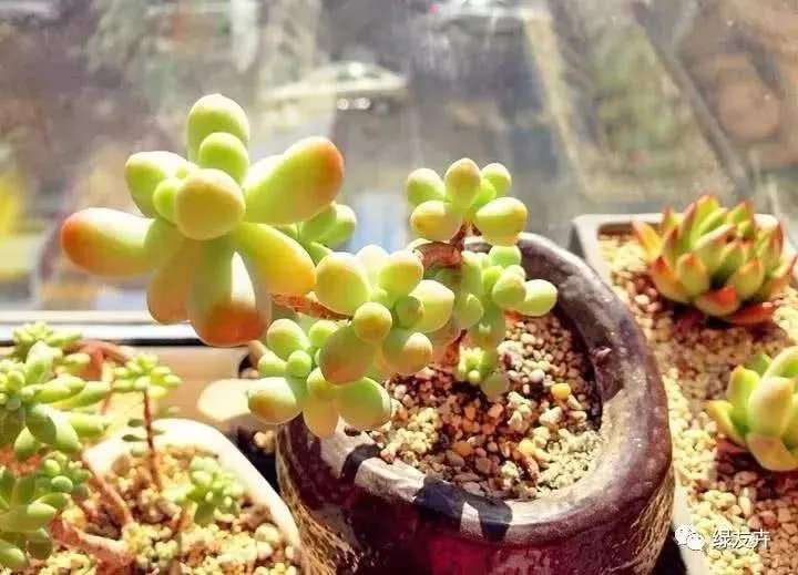 放到房屋里 冬天多肉一个都没死