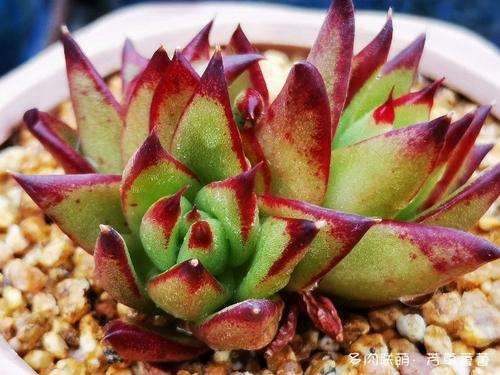 放到房屋里 冬天多肉一个都没死