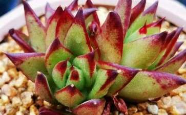 放到房屋里 冬天多肉一个都没死 可以吗