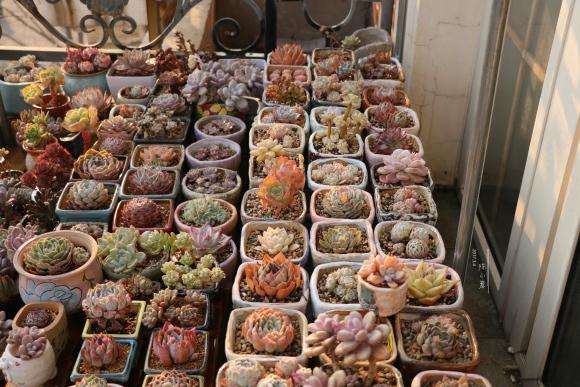 北方多肉怎么冬季养护