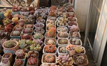 冬季多肉怎么日照的方法