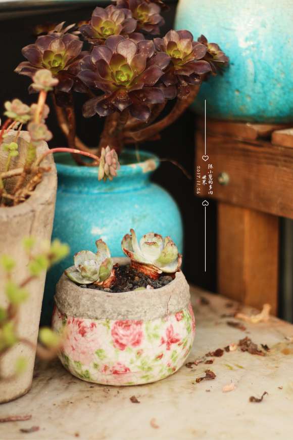 冬季多肉湿度怎么湿度控制的方法 	