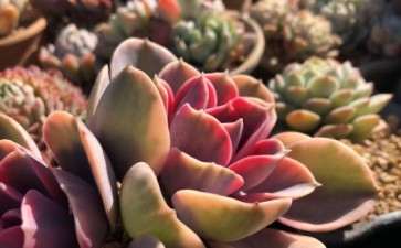 冬天多肉养分怎么控制的方法