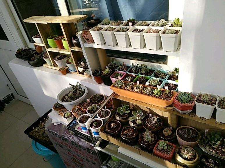 冬季北方室内多肉怎么通风管理的方法