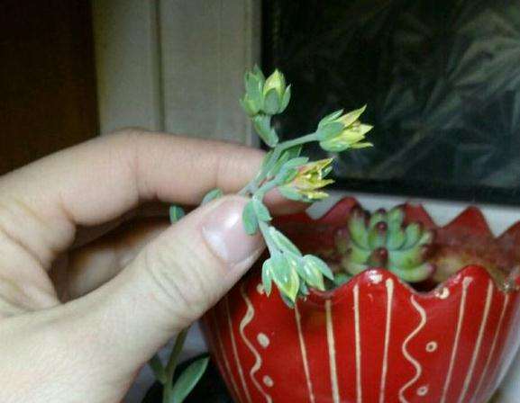 多肉冬季室内暖气状态下开花了