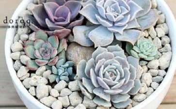 冬季多肉植物怎么养护 需要注意哪些