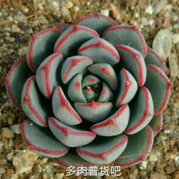 冬季12月多肉怎么温度与光照的方法