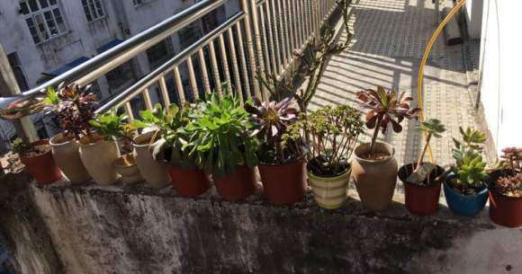 冬季多肉怎么日常养护的方法