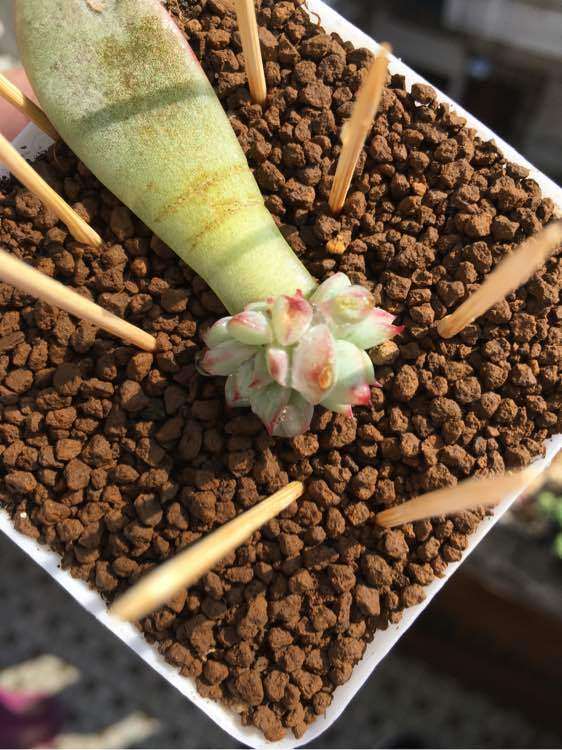 冬季多肉怎么日常养护的方法