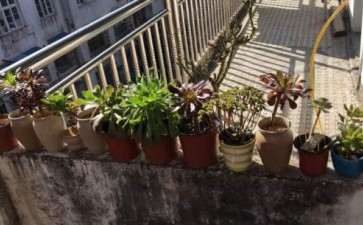 冬季多肉怎么日常养护的方法