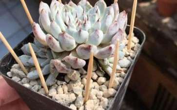 为什么多肉要插这么多牙签 图片